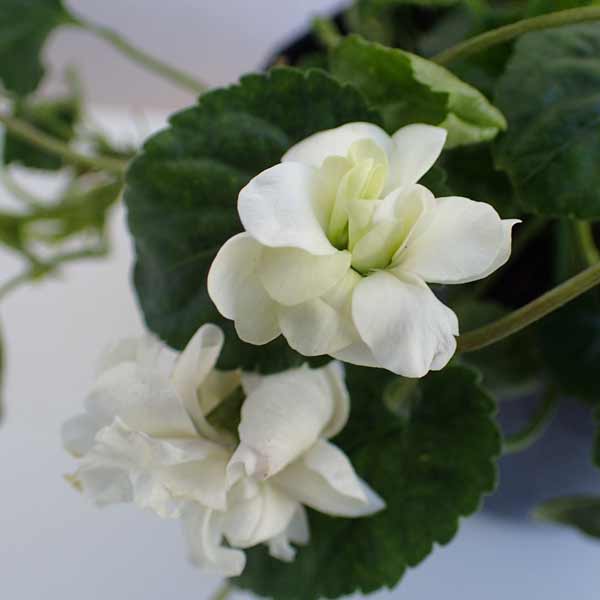 ニオイスミレ：ホワイト八重咲き3号ポット