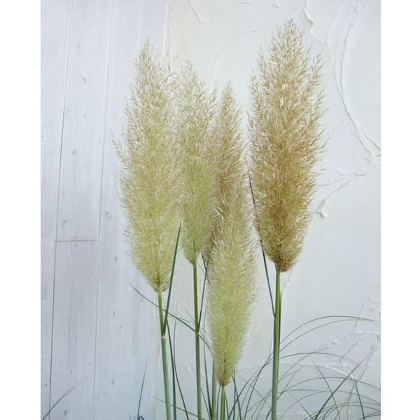 RINRIN　パンパスグラス苗おまとめ RINRIN様専用 パンパスグラス苗おまとめ