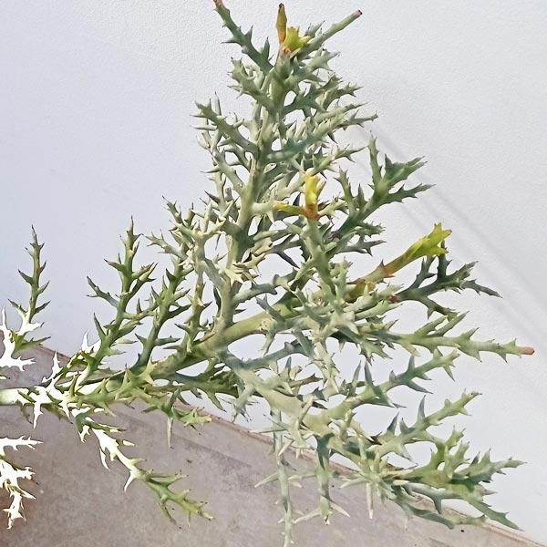 園芸ネット本店｜ユーフォルビア ステノクラーダ（トナカイカク） 6号