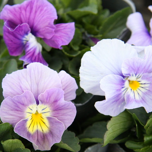 園芸ネット本店｜[送料無料]高原パンジー：フリルパープル3.5号ポット