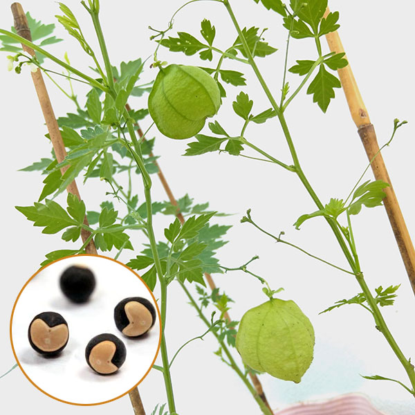 風船かずら(ふうせんかずら)　3-3.5号ポット 3株セット