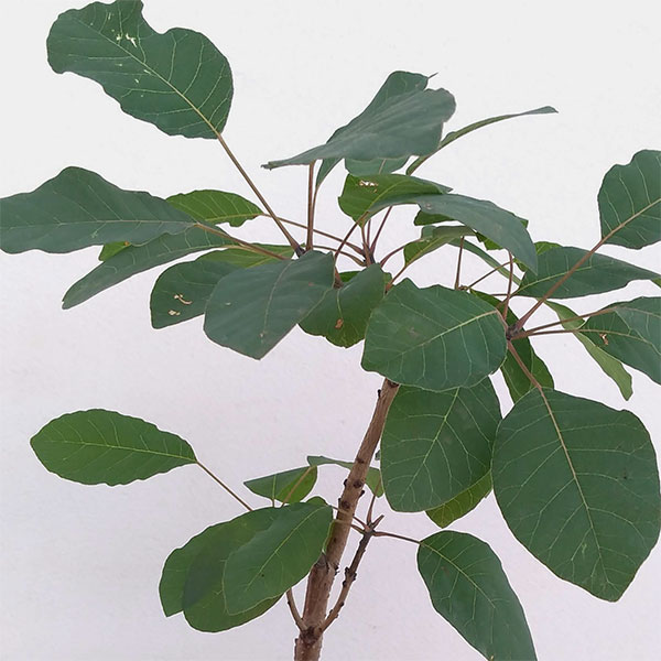 （わけあり特価）スモークツリー品種不明3号ポット