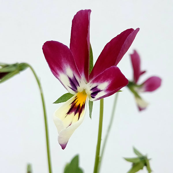 [送料無料]ビオラ：恋うさぎ3-3.5号ポット 24株セット