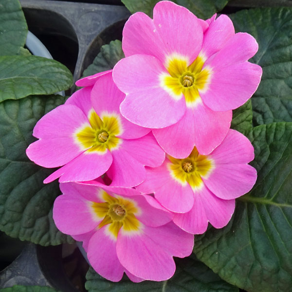 プリムラ：いちごだいふく3.5号ポット 6株セット