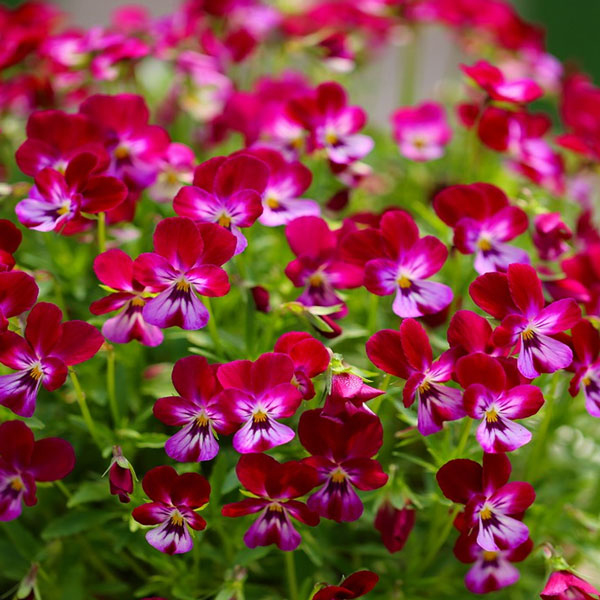 MSKガーデンビオラ：極小輪ビオラ：カメレオン　ピンク＆レッド3号ポット 6株セット