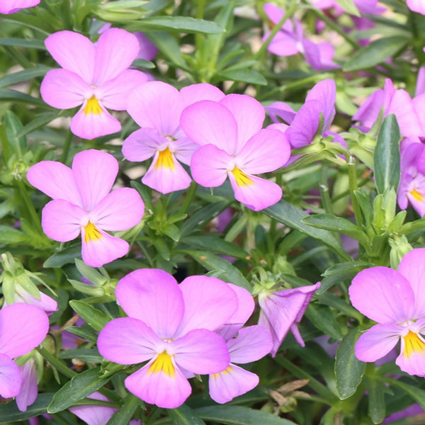 MSKガーデン極小輪ビオラ：フルーレット　シルキーピンク3号ポット 6株セット