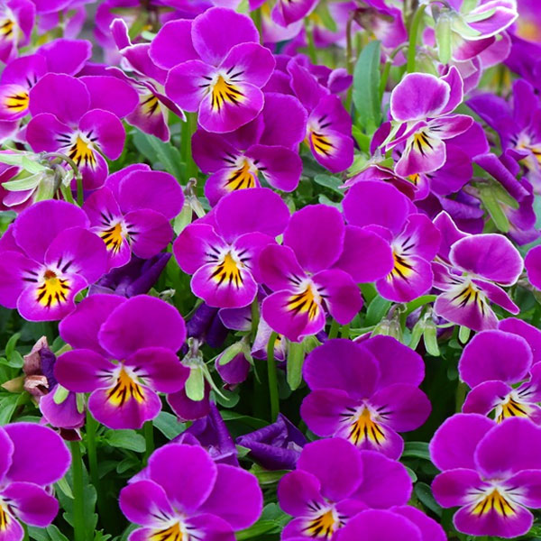 MSKガーデン極小輪ビオラ：フルーレット　スターマイン3号ポット 6株セット