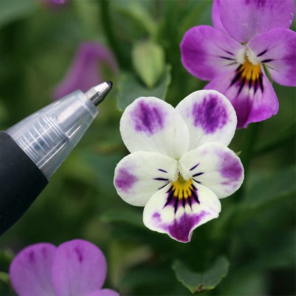 [送料無料]MSKガーデンビオラ：極小輪ビオラ：子にゃんこ3号ポット 12株セット