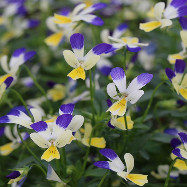 MSKガーデン極小輪ビオラ：フルーレット　インディゴブルーラビット3号ポット 6株セット