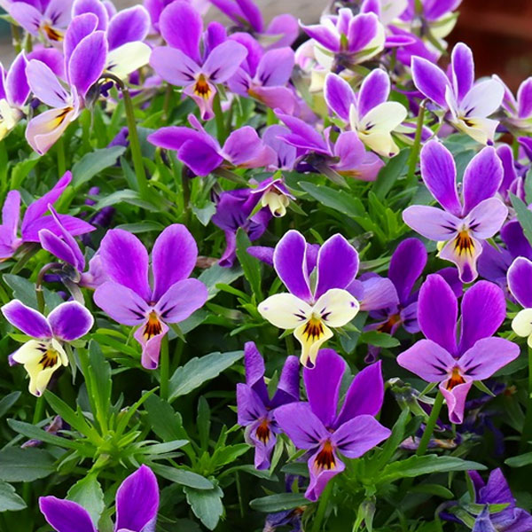 [送料無料]MSKガーデン極小輪ビオラ：フルーレット　バイオレット ラビットフェアリー3号ポット 24株セット