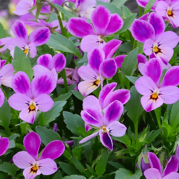 [送料無料]MSKガーデン極小輪ビオラ：フルーレット　フラミンゴピンク ラビット3号ポット 24株セット