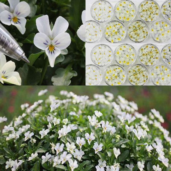 [送料無料]MSKガーデン極小輪ビオラ：フルーレット　ホワイト（クリーム～ホワイト）3号ポット 24株セット