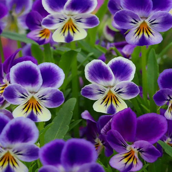 園芸ネット本店｜[送料無料]MSKガーデン極小輪ビオラ：フルーレット