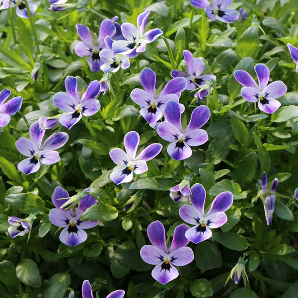 [送料無料]MSKガーデン極小輪ビオラ：フルーレット　ワンダーランドラビットブルー3号ポット 12株セット