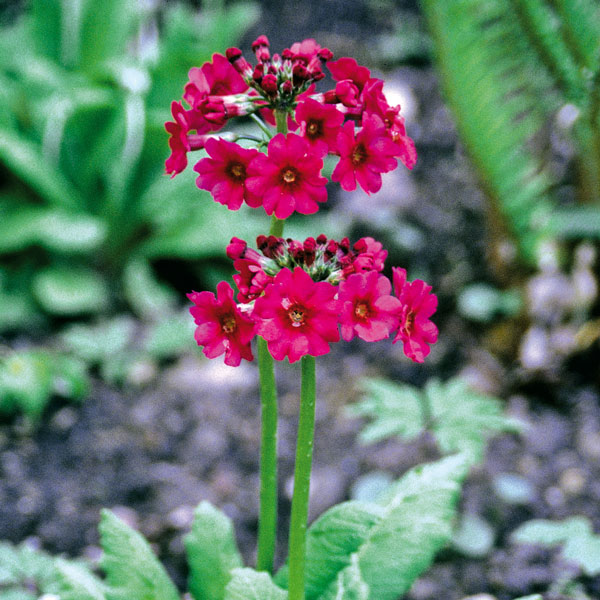 [送料無料]プリムラ・ジャポニカ（クリンソウ）：ミラーズクリムゾン3-3.5号ポット* 24株セット