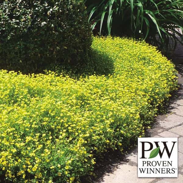 メカルドニア：ゴールドダスト11ｃｍポット 6株セット