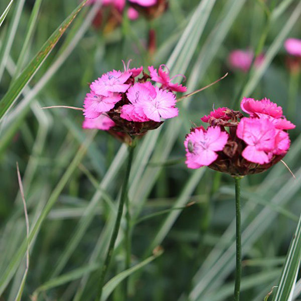 ダイアンサス：カルシアナム3.5号ポット 6株セット
