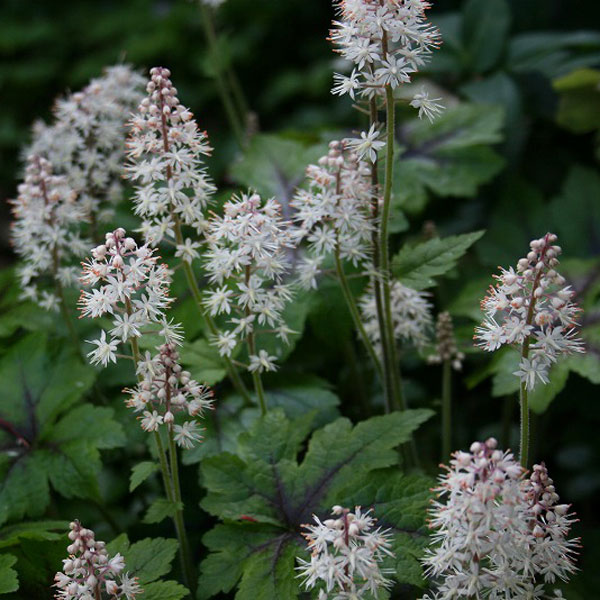 ティアレラ：ウイリー3-3.5号ポット 12株セット