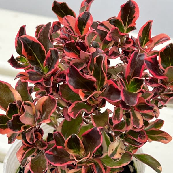 コプロスマ：パシフィックサンライズ2.5号ポット