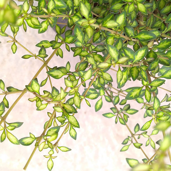 コプロスマ：ビートソンズゴールド2.5号ポット