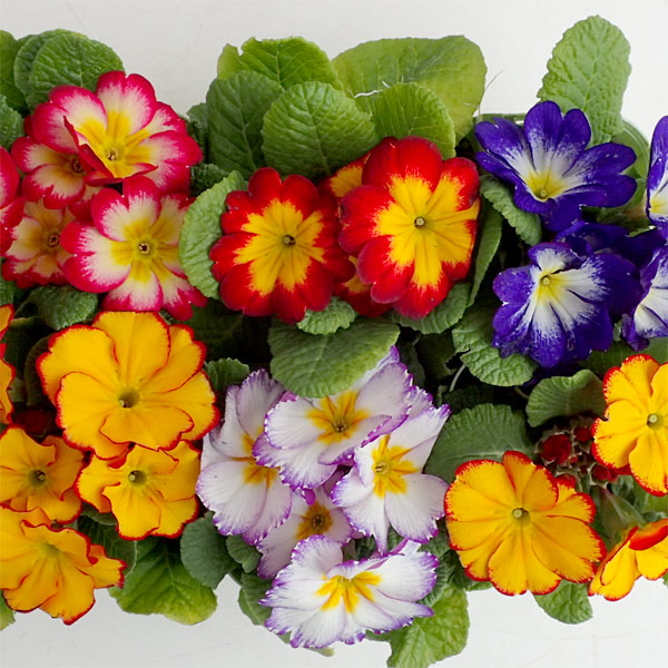 [送料無料]プリムラ：コーラス花色ミックス3号ポット 24株セット