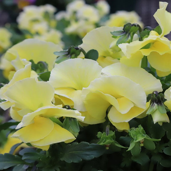 MSKガーデン中大輪フリンジパンジー：フレンチカンカンイエロードレス3号ポット 6株セット