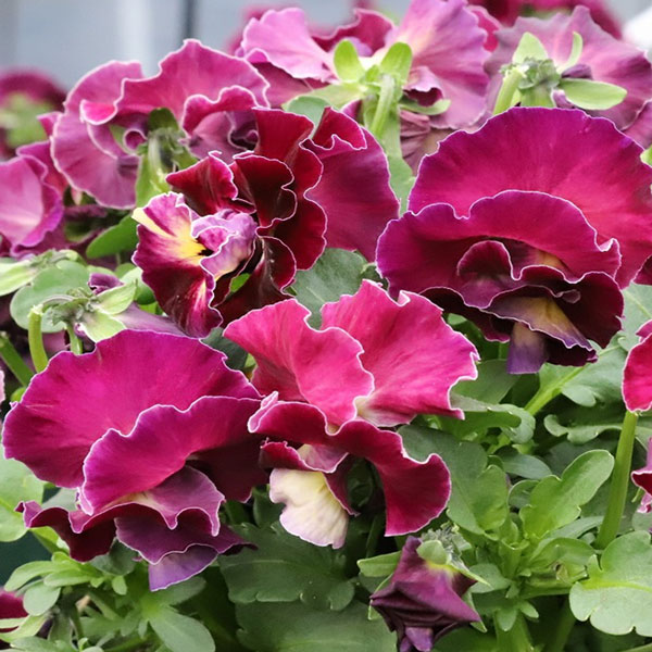 [送料無料]MSKガーデン中大輪フリンジパンジー：フレンチカンカンマジェンタドレス3号ポット 12株セット