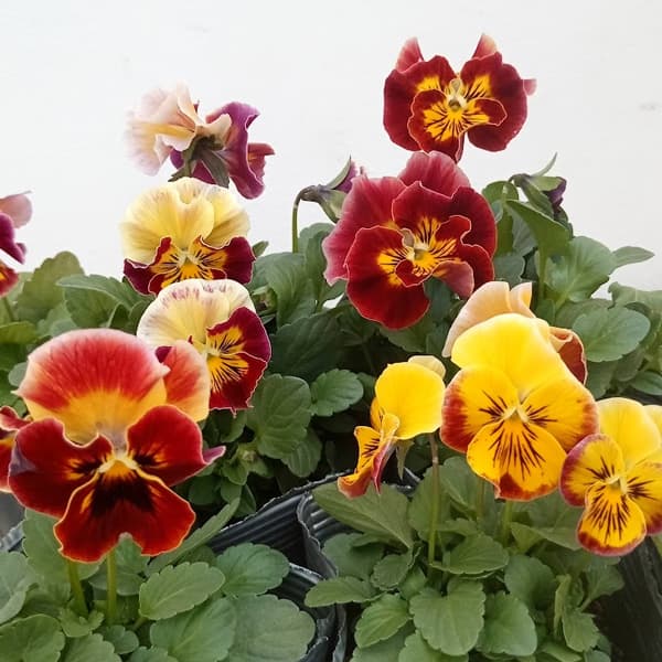 見元園芸のパンジー：でめきんダンス3-3.5号ポット 6株セット