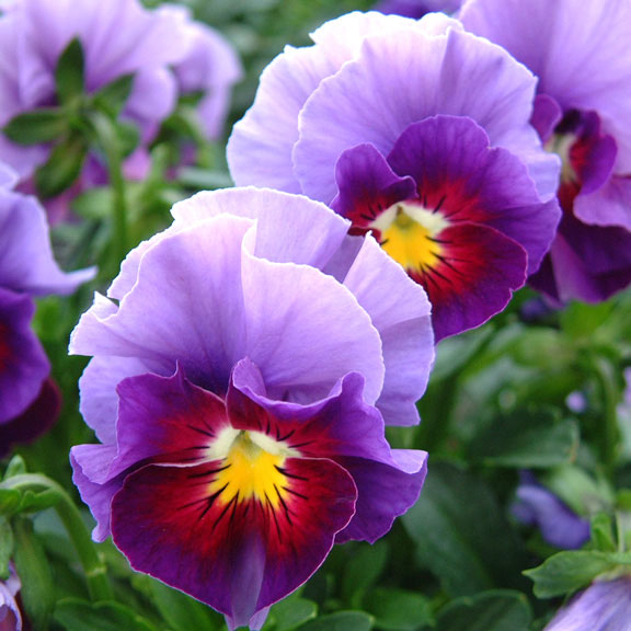 見元園芸のパンジー：パッションウェーブ3-3.5号ポット* 12株セット