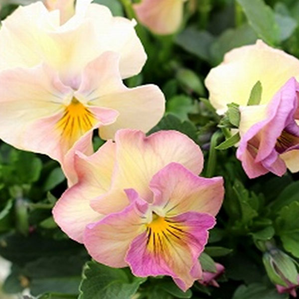 見元園芸さんのビオラ：カクテルドレス3-3.5号ポット 6株セット