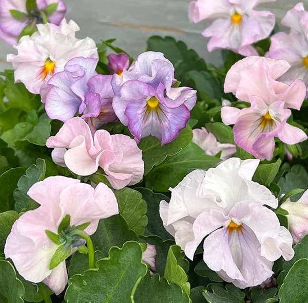 [送料無料]見元園芸さんのビオラ：サクラポーレ3-3.5号ポット 24株セット