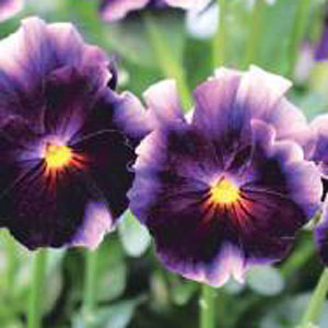 園芸ネット本店｜見元園芸さんのビオラ：ムーンシャドー3.5号ポット 12