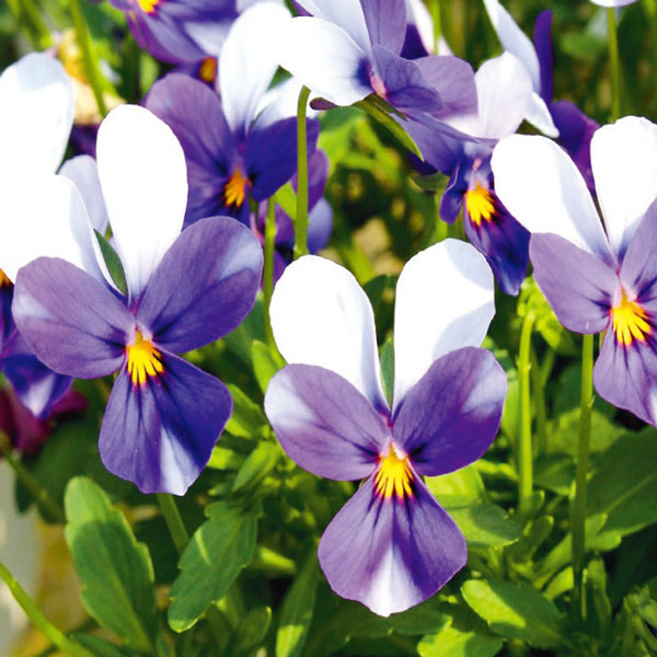 [送料無料]見元園芸さんのビオラ：ハリーの冒険3-3.5号ポット 24株セット