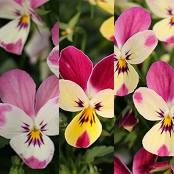 園芸ネット本店｜見元園芸さんのビオラ：ミルキー3.5号ポット 6株