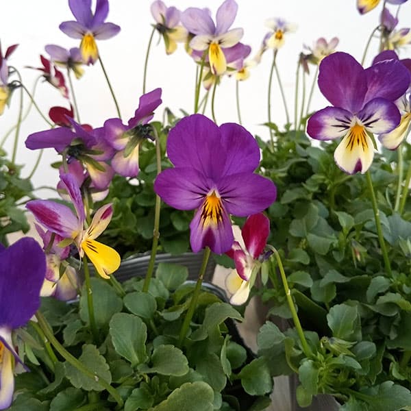見元園芸さんのビオラ：ルルのひなたぼっこ3-3.5号ポット 6株セット