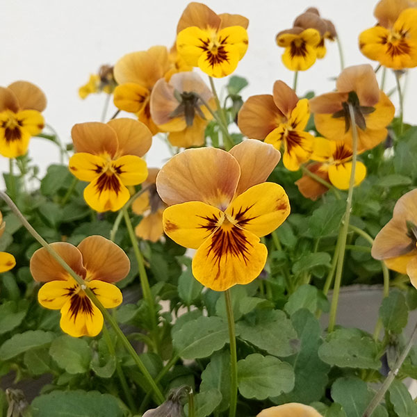 園芸ネット本店｜[送料無料]見元園芸さんのビオラ：キビのお昼寝