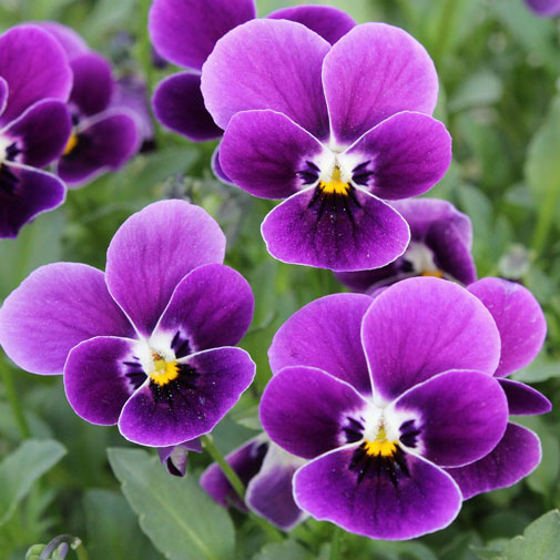 見元園芸さんのビオラ：つぶらなタヌキ3-3.5号ポット 12株セット