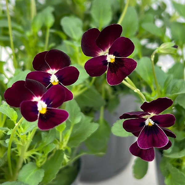 見元園芸さんのビオラ：つぶらなタヌキマロン3-3.5号ポット 12株セット