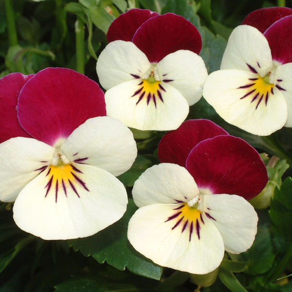 見元園芸さんのビオラ：ニュー歌姫3-3.5号ポット 6株セット