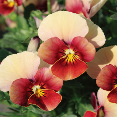 [送料無料]見元園芸さんのビオラ：ピーチランド3-3.5号ポット 24株セット