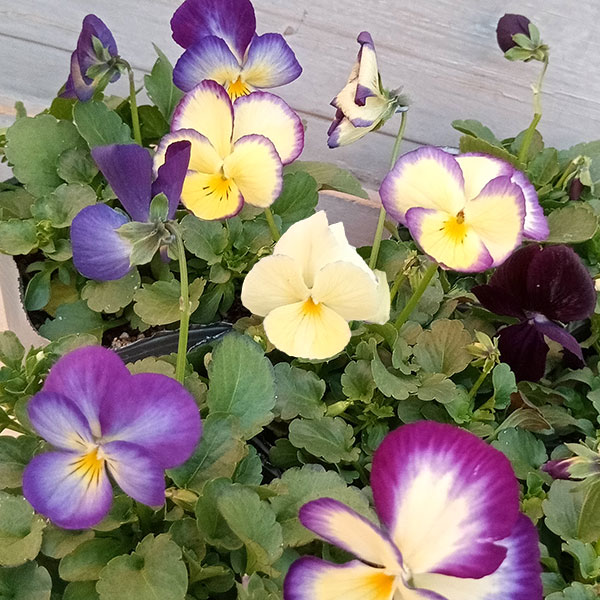 見元園芸さんのビオラ：ムーンウォーク3-3.5号ポット 6株セット