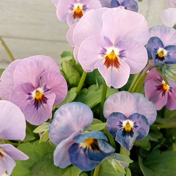 [送料無料]見元園芸さんのビオラ：よくばりプンク3-3.5号ポット 24株セット