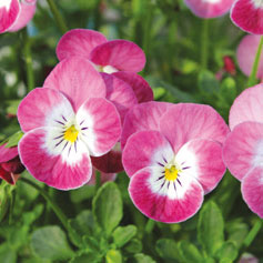 見元園芸さんのビオラ：桜子日記3-3.5号ポット 6株セット