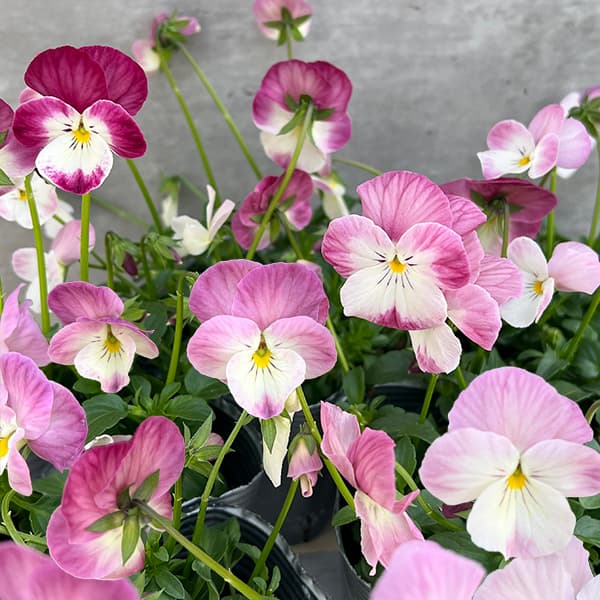 見元園芸さんのビオラ：春るるる3-3.5号ポット 12株セット