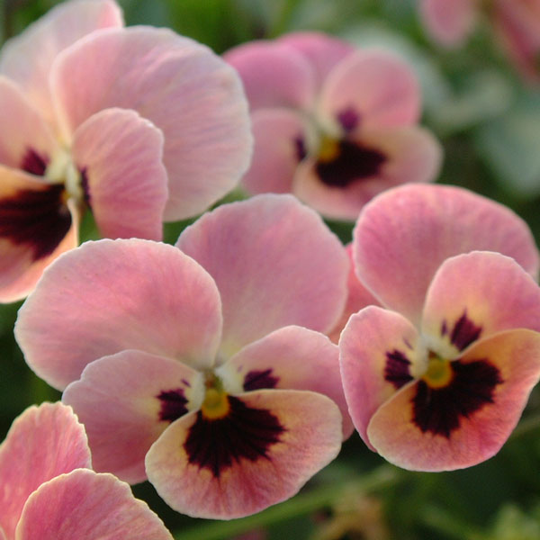 見元園芸さんのビオラ：ピンクコアラ3-3.5号ポット 12株セット