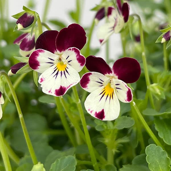 見元園芸さんのビオラ：夢子日記3-3.5号ポット 6株セット