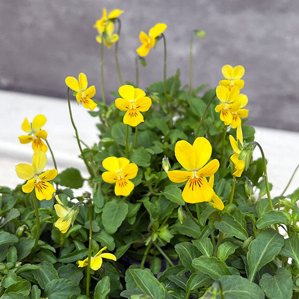 見元園芸さんのビオラ：ピヨピヨ3-3.5号ポット 6株セット