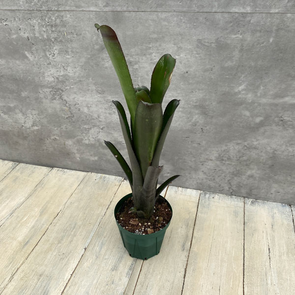 ビルベルギア：ミスターボージャングル　3.5号