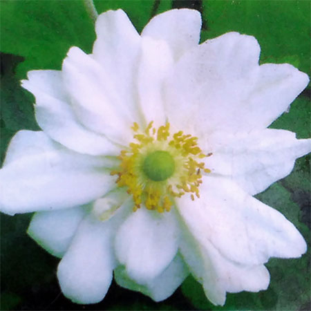 シュウメイギク（秋明菊）：フォワールウインド3.5号ポット