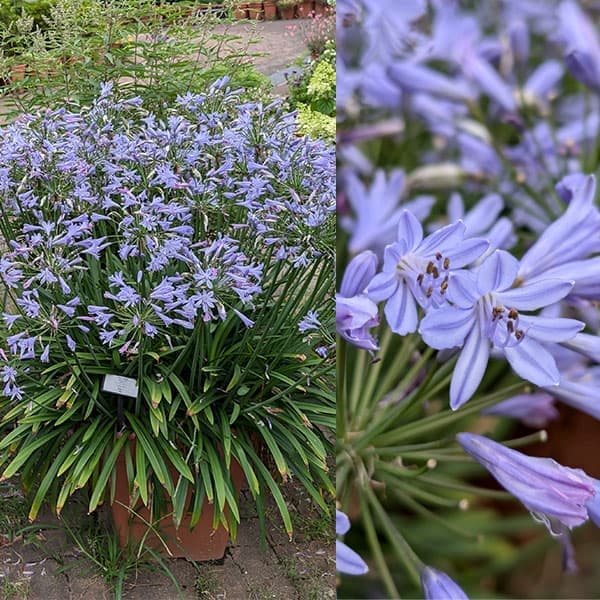 園芸ネット本店｜アガパンサス：サマーラブブルー4号ポット* 6株セット